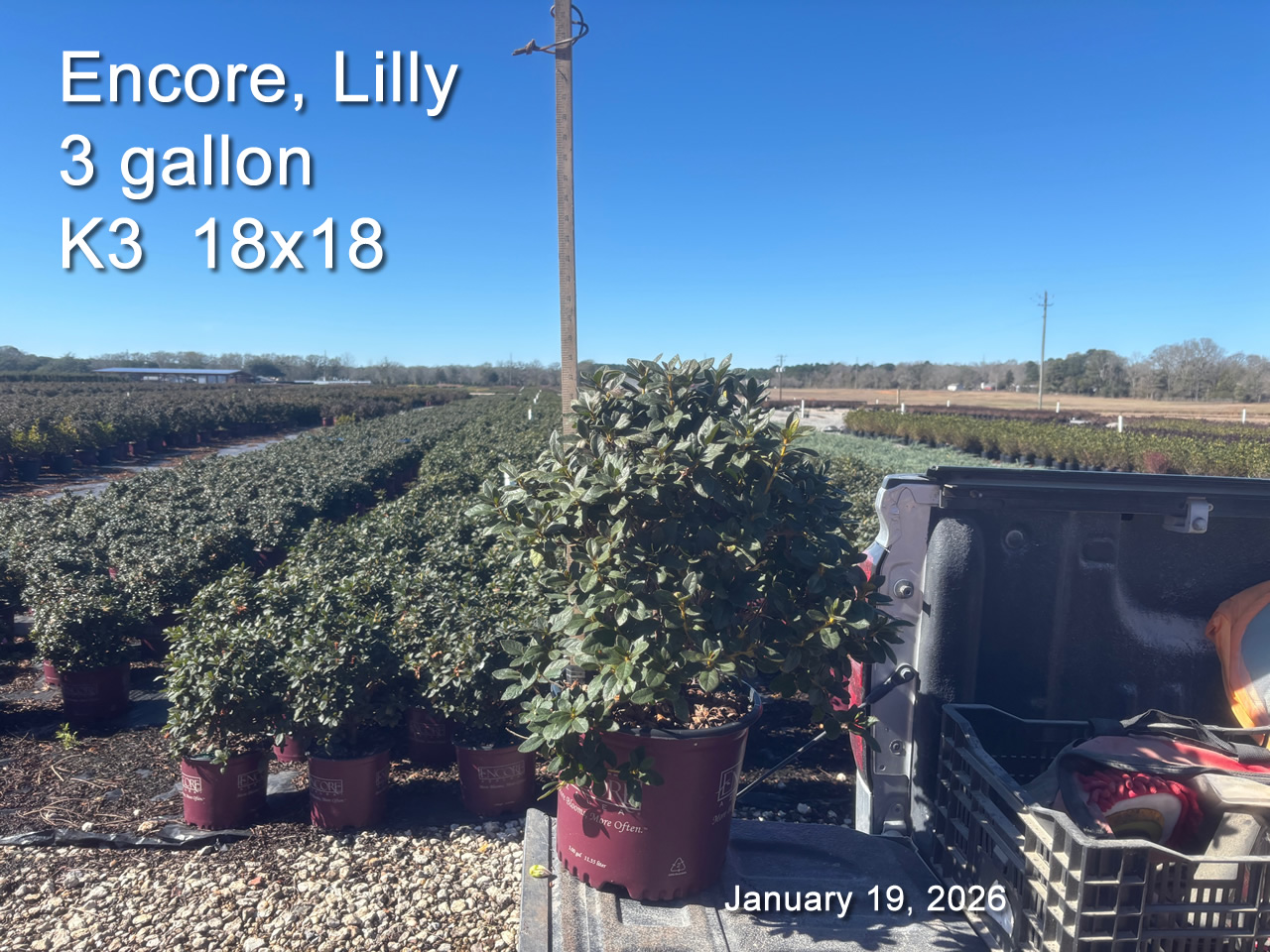 gallery/elly3 k3 jan19.jpg